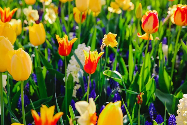 春天里荷兰的郁金香 — 图库照片