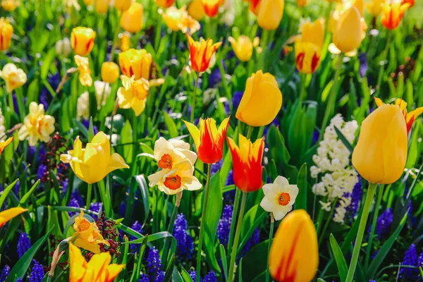 春天里荷兰的郁金香 — 图库照片