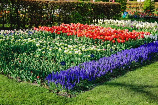 Fiori Tulipano Nel Parco Fiori Primaverili — Foto Stock