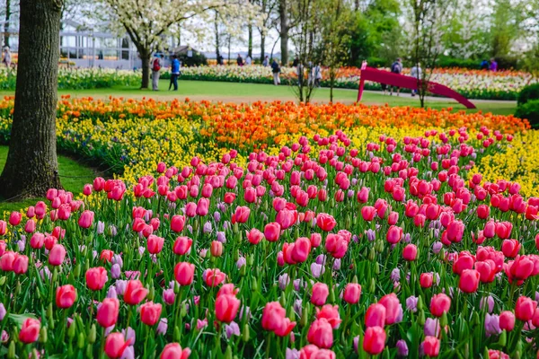 Цветы Тюльпанов Парке Весенние Цветы — стоковое фото