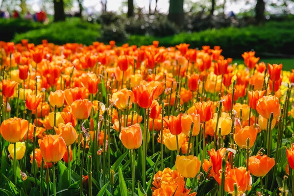 Fleurs Tulipier Dans Parc Fleurs Printemps — Photo