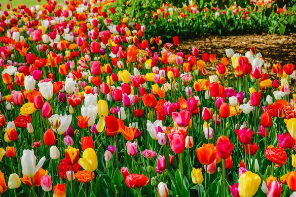 Kwiaty Tulipan Parku Wiosenne Kwiaty — Zdjęcie stockowe