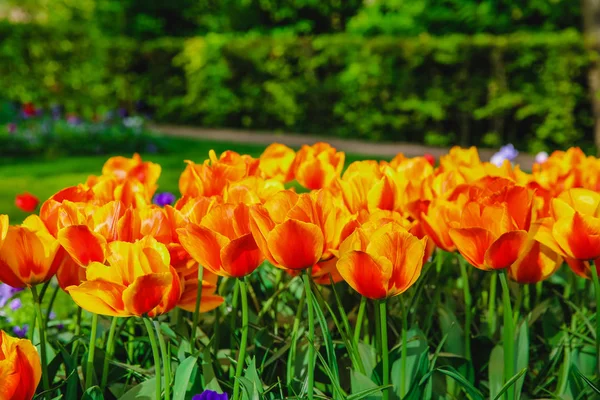 Tulipa Flores Parque Flores Primavera — Fotografia de Stock