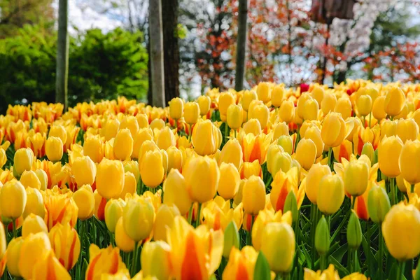 Flores Tulipán Parque Flores Primavera — Foto de Stock