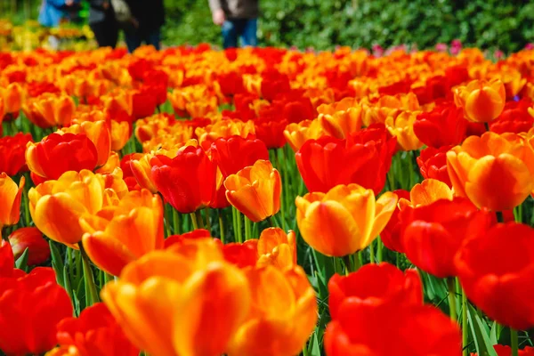 Flores Tulipán Parque Flores Primavera — Foto de Stock