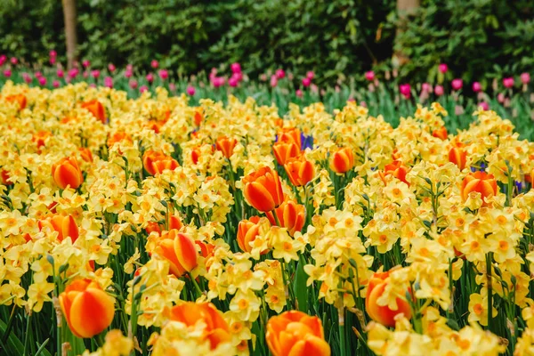 Tulpenblumen Park Frühlingsblumen — Stockfoto