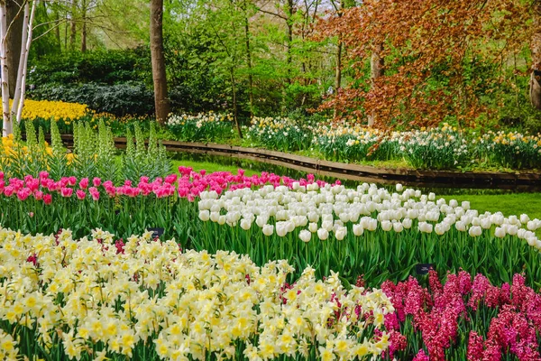 Tulpenblumen Park Frühlingsblumen — Stockfoto