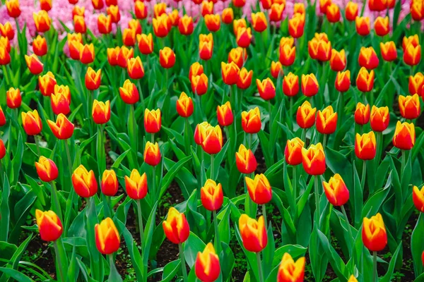 Tulipánové Květiny Parku Jarní Květiny — Stock fotografie