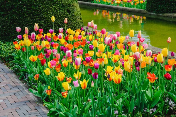 Tulpenblumen Park Frühlingsblumen — Stockfoto