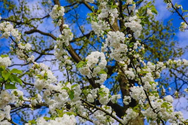 Primavera Flores Brancas Luz Solar Céu — Fotografia de Stock