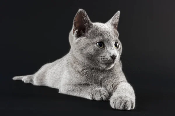 Nadir Bulunan Kedi Rus Mavisi Felis Silvestris Catus Yaş — Stok fotoğraf