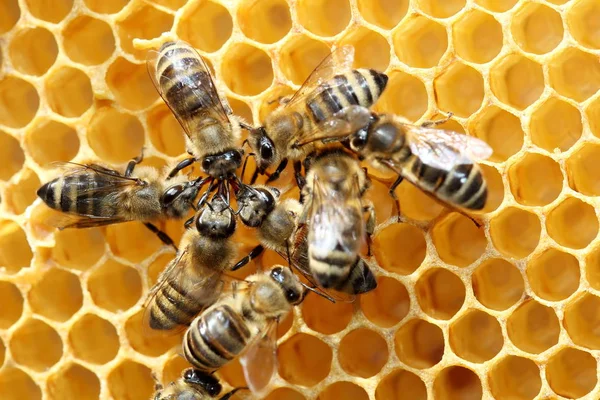 蜜蜂在地板上开会 — 图库照片