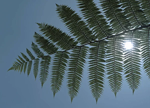 树叶在阳光下发出的蕨类植物 — 图库照片