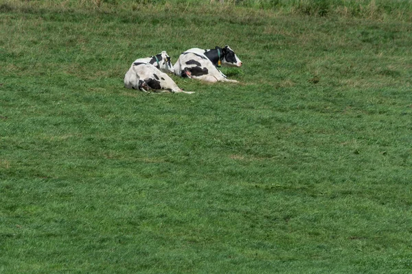 Vacas Leite Que Apascenta Campos Uma Fazenda — Fotografia de Stock