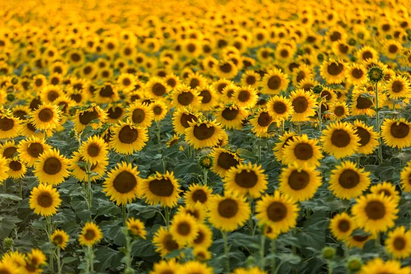 Solrosor Fält Nära Arles Provence Frankrike — Stockfoto