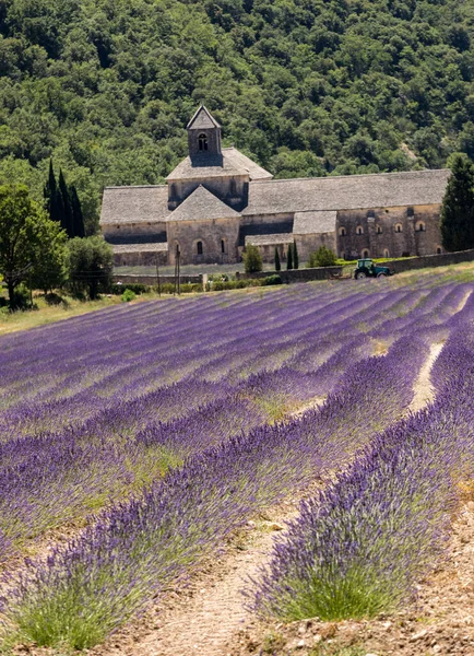 Senanque Abbey Eller Abbaye Notre Dame Senanque Med Lavendelfält Blom — Stockfoto