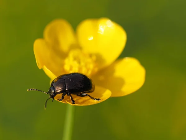 Blattkäfer Auf Hahnenfuß Blüte — Stockfoto