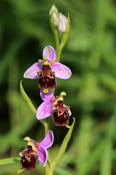 Inflorescence Hummel Orchidée Ophrys Holoserica Liliental Près Ihringen — Photo