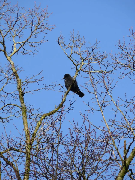 Krähe Einem Baum — Stockfoto