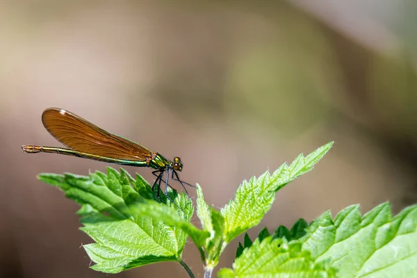 Bronze Libelle Magnifique Est Assis Sur Des Feuilles Ortie Sur — Photo