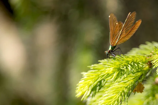 Bronze Libelle Magnifique Est Assis Sur Une Branche Sapin Sur — Photo