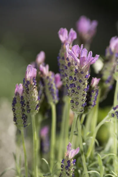 Flores Roxas Aromáticas Lavanda Violeta — Fotografia de Stock