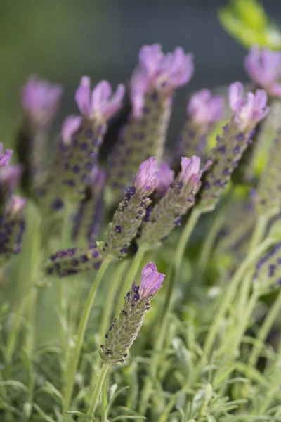 Vacker Utsikt Över Vacker Lila Lavendel — Stockfoto