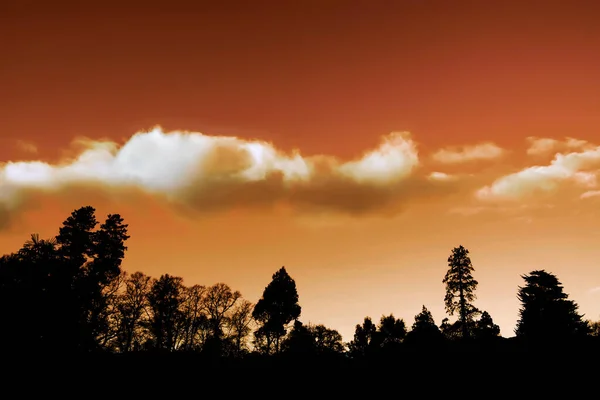 Dunkle Silhouettierte Bäume Vor Orangefarbenem Himmel Und Weißen Wolken — Stockfoto