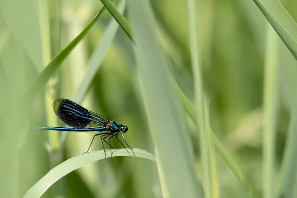 Blue Dragonfly Sits Blade Grass Fuzzy Background Text Free Space — Stock fotografie