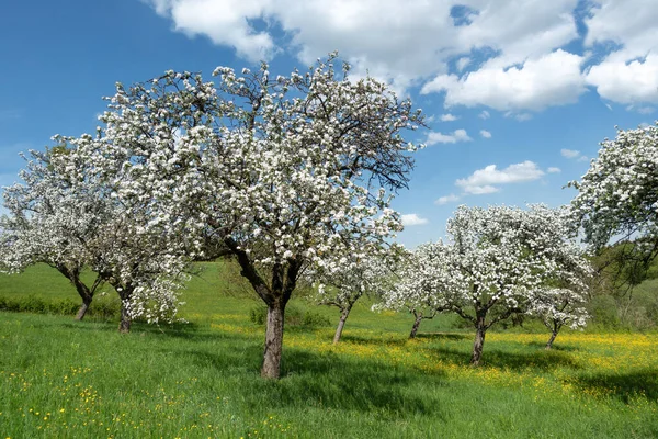 青い空に花の牧草地がある果樹園でリンゴの木を開花させる — ストック写真
