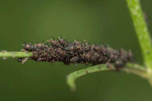 Leaf Fluff Plub Flower Stalk — Stock fotografie