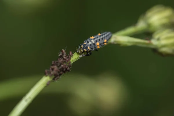 Larva Berušky Současné Době Prohlubuje — Stock fotografie