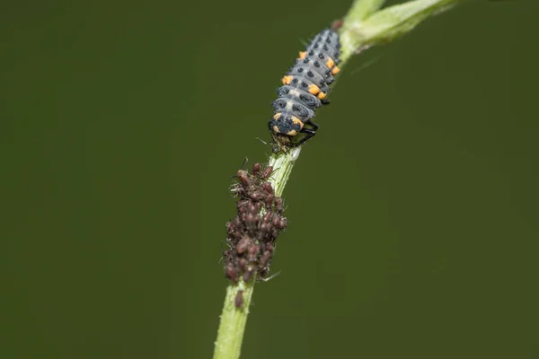 Larva Berušky Současné Době Prohlubuje — Stock fotografie