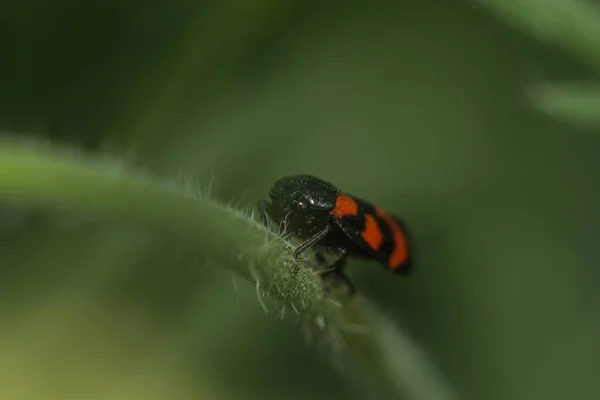 Kan Ağustos Böceği Çiçek Sapına Oturur — Stok fotoğraf