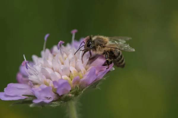 Biene Sammelt Nektar Aus Einer Krätze — Stockfoto