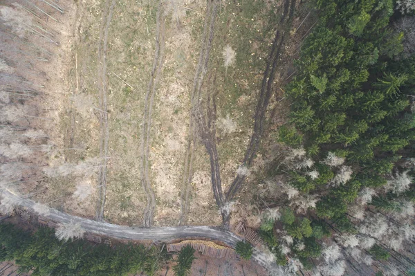 Meraviglioso Volo Aereo Drone Con Elicottero Sopra Foresta Deforestata Austria — Foto Stock