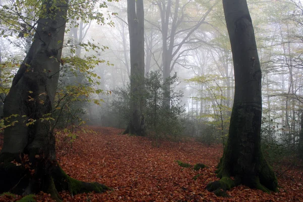 Vacker Natur Skogen — Stockfoto