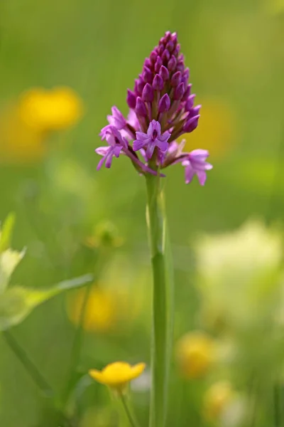 Spitzorchis Anacamptis Pyramidalis Лілії Поруч Вами — стокове фото