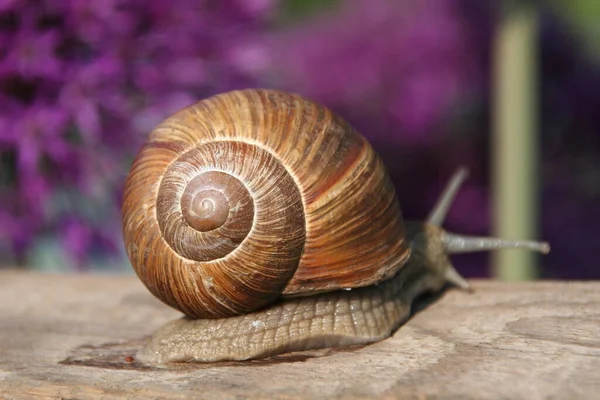 Escargot Lent Animal Visqueux — Photo