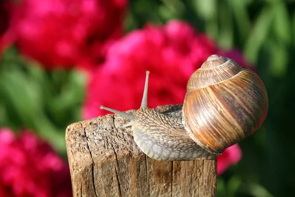 Långsam Snigel Slemmiga Djur — Stockfoto