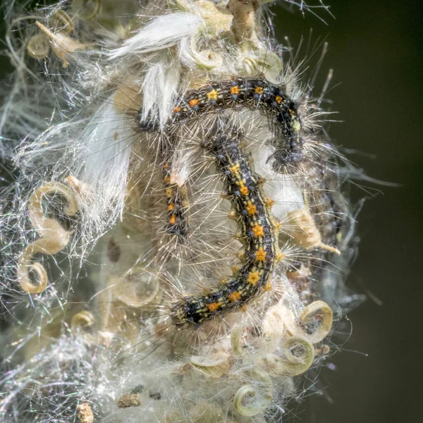 Várias Lagartas Borboleta Noite Goldafter Sua Canção Rosa Uma Flor — Fotografia de Stock