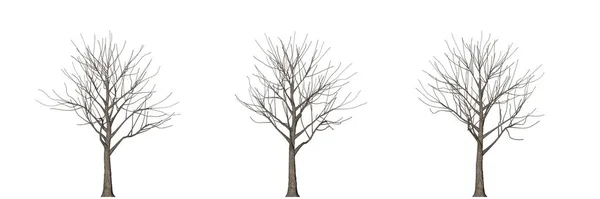 Vykreslování Tří Stromů Izolované Bílém — Stock fotografie