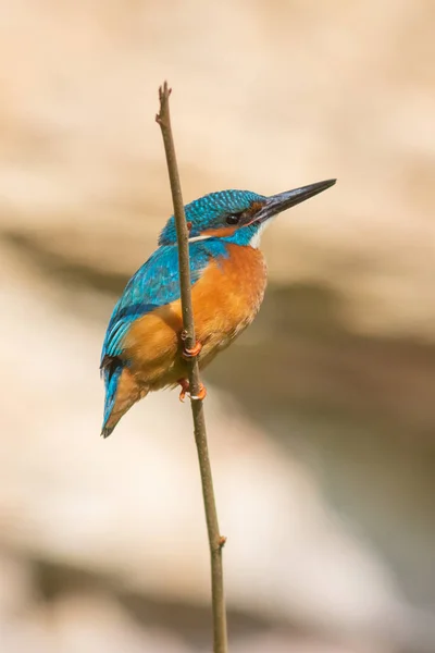 Közelkép Kilátás Kingfisher Madár Vad Élet — Stock Fotó