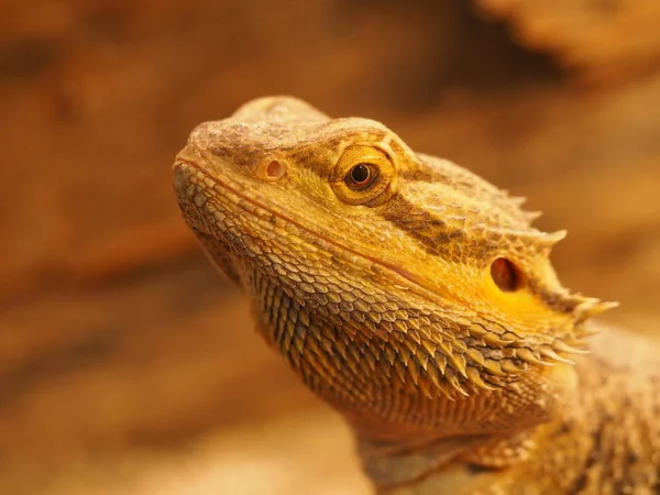 Animal Lagarto Réptil Iguana — Fotografia de Stock