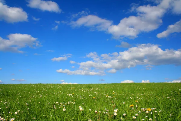 Uitzicht Prachtige Groene Weide — Stockfoto