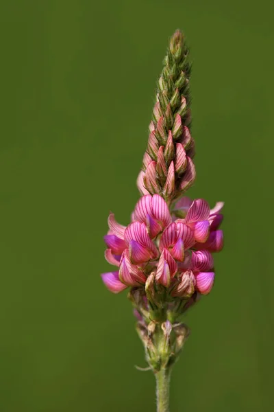 Macro Saat Esparsette Onobrychis Viciifolia — стоковое фото