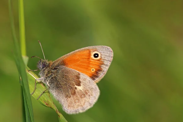 Piccolo Uccello Prato Coenonympha Pamphilus — Foto Stock