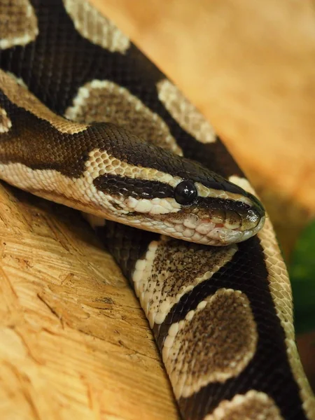 Vista Majestosa Serpente Python Selvagem — Fotografia de Stock