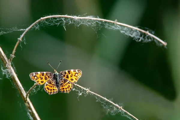 小さな蝶はテキストの自由と暗いファジィの背景を持つ枝に座っています — ストック写真