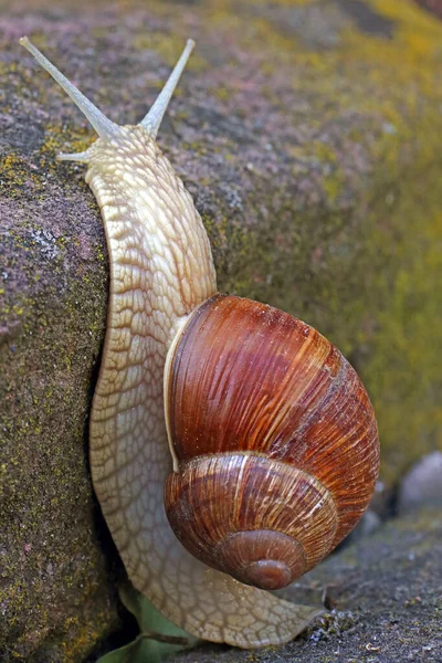 달팽이 갈색의 마티아 — 스톡 사진